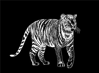 Graphical set of tigers isolated on black,vector tattoo illustration