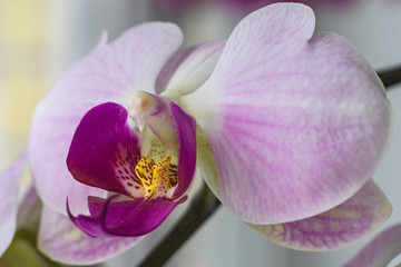 phalaenopsis in bloom