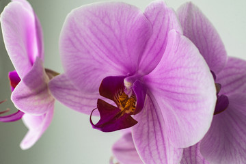 phalaenopsis in bloom