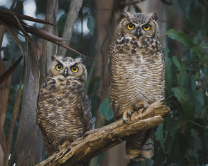Two Great Horned Owls Perched on a Low Eucalyptus Tree Branch
