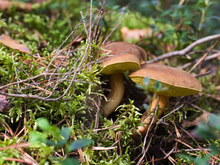 Two mushrooms in the autumn forest in the moss