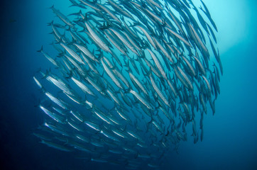 School of Chevron Barracuda, Sphyraena putnamiae