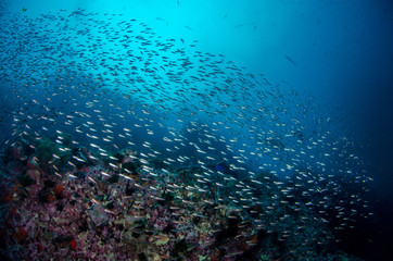 Tropical coral reef with schools of fish