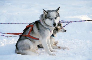 Sled dogs (chiens de traîneau), Canada