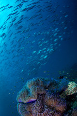 Fototapeta premium School of Bluefin trevally, Caranx melampygus in tropical sea