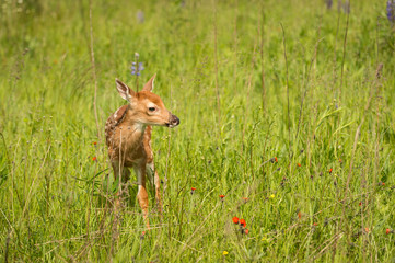 White-Tailed Deer Fawn (Odocoileus virginianus) Stands in Field Looking Right