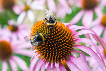 Bienen bei der Arbeit