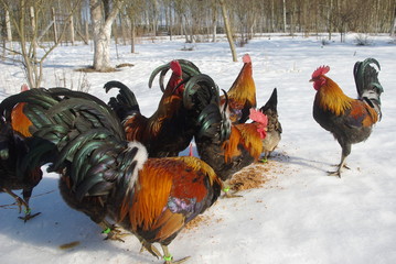 koguty © Zofia
