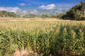 Fototapeta na wymiar Corn field in winter on the mountain