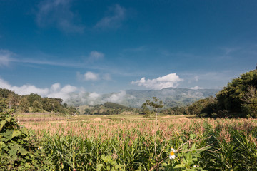 Corn field in winter on the mountain