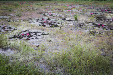 Pink lotus in pool, pink lotus in hot spring pool