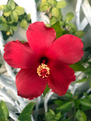 Red hibiscus flower in the garden.