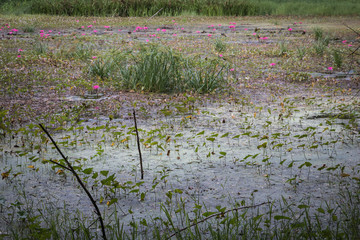 Pink lotus in pool, pink lotus in hot spring pool