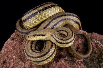 Four-lined snake (Elaphe quatuorlineata)