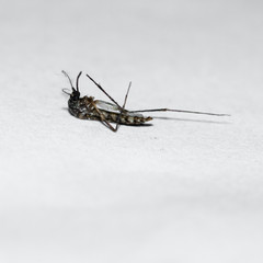 Mosquito of dead