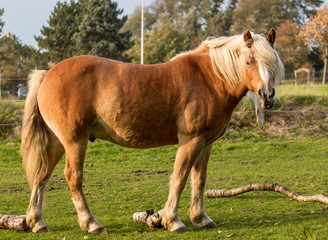 Norwegian horse on pasture