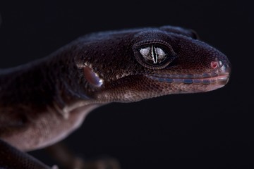 Leopard gecko (Eublepharis macularius) 