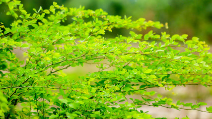 Fototapeta premium green leaves and branch