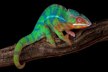 Panther chameleon (Furcifer pardalis) Ambilobe