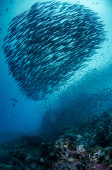 Schooling of Chevron Barracuda, Sphyraena Putnamiae