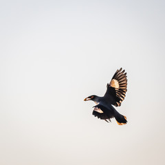 beautiful bird similar to crow flying in the sky