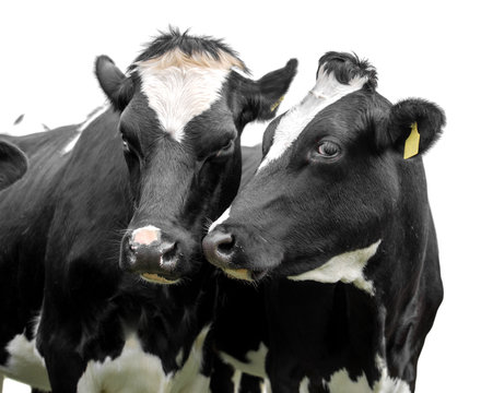 two cows on white background