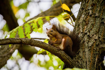 Domestic squirrel from Serbia
