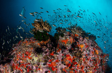 Fototapeta na wymiar Tropical coral reef covered with soft corals and schools of fish 