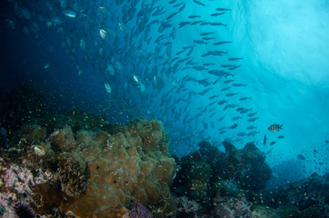 Fototapeta na wymiar School of Bluefin trevally, Caranx melampygus in tropical sea