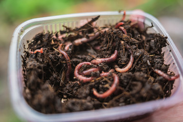 a box of earth in which there are many worms