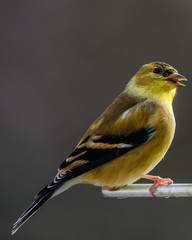 Fototapeta premium American goldfinch on perch at bird feeder in winter