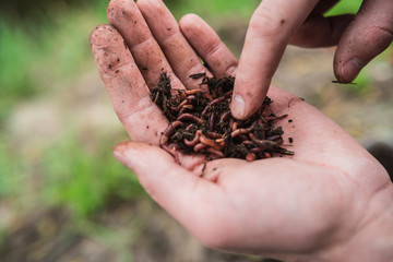 fisherman holds in his hand a lot of worms for fishing