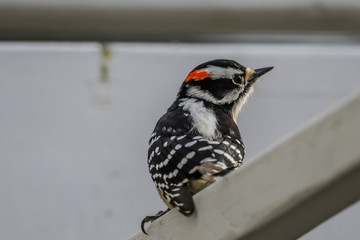 Downy woodpecker sitting on a beam looking back over shoulder