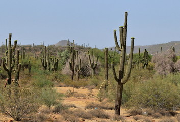Grove of Saguaro cactus on a hot morning in Arizona with mountains on the horizon
