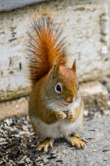 Red squirrel sitting up and eating seeds in winter