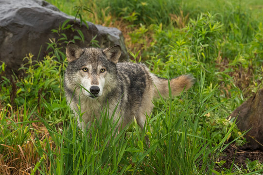 Grey Wolf (Canis lupus) Looks Out From Grass Between Rocks