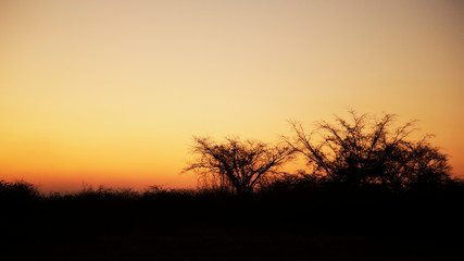 Fototapeta premium tree in sunset