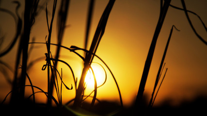 Obraz premium sunset in forest