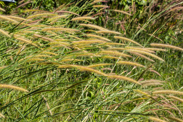 beautiful scenery grass