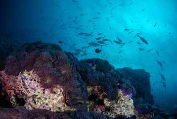Fototapeta na wymiar Tropical coral reef covered with soft corals and schools of fish 