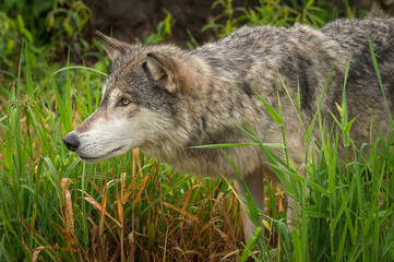 Naklejka na ściany i meble Grey Wolf (Canis lupus) in Grass Nose Pushed Out