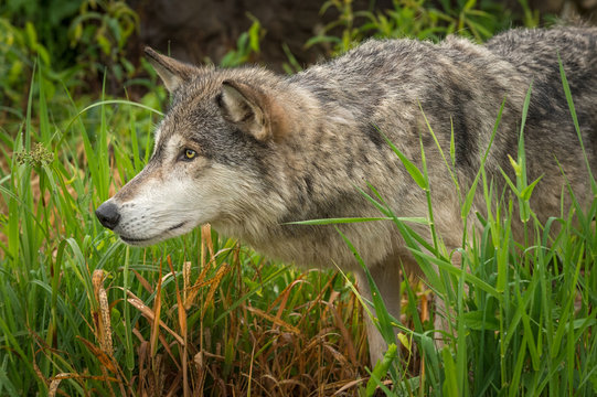 Grey Wolf (Canis lupus) in Grass Nose Pushed Out