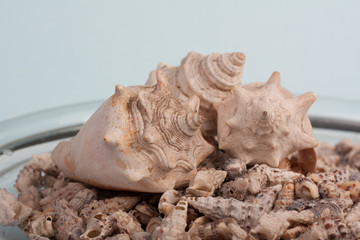 sea shells on a vase in a blue background