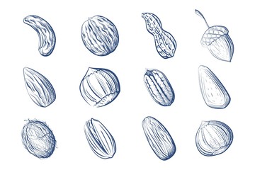 Large set of graphic images of nuts on a white background Vector illustration of hand drawing of fruits of peanut, chestnut, cashew, pecan, walnut, brazil nut, coconut, acorn, pistachio, almond - 237768309