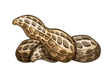 Naklejka premium Group of peanuts in the shell on a white background. Color drawing in the style of a cartoon. Vector illustration of nuts