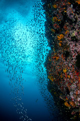 Fototapeta na wymiar Tropical coral reef covered with variety of coral and shools of fish 