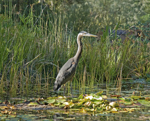Great Blue Heron