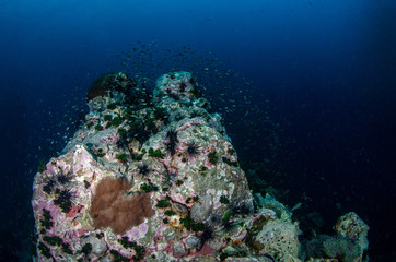 Fototapeta na wymiar Tropical coral reef covered with Long spined black sea urchin, Diadema setosum
