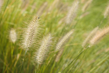 Fototapeta premium Plants