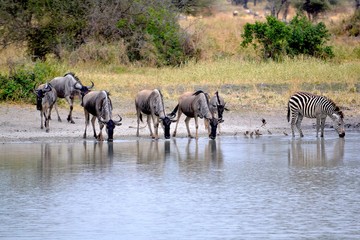 Fototapeta na wymiar zebra gnu wasserstelle tarangire nationalpark tansania